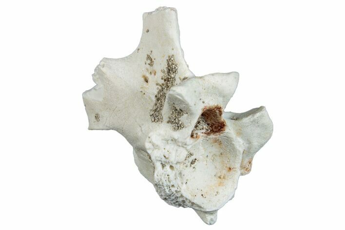 Fossil Sea Snake (Palaeophis) Vertebra - Morocco #277565